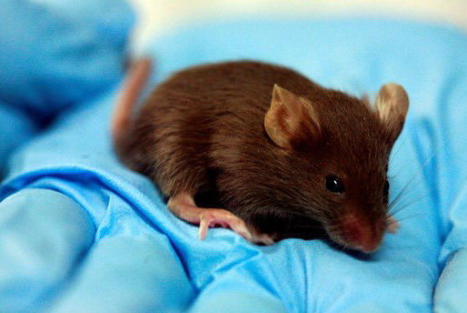 Forskare håller i mus som testats i studie.